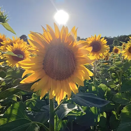 بيت للعطل Magic Couples Only One Level Spacious