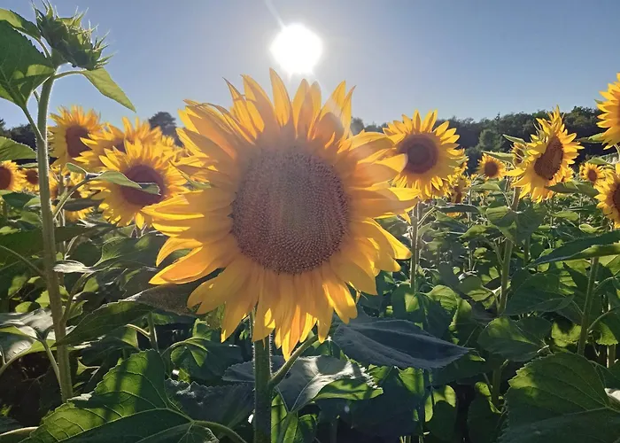 Casa vacanze Magic Couples Only One Level Spacious